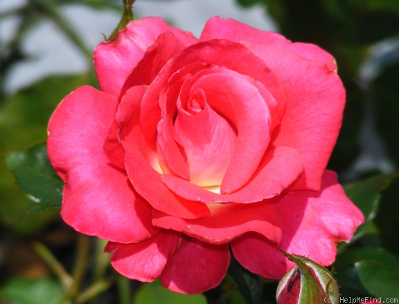 'Patron' rose photo