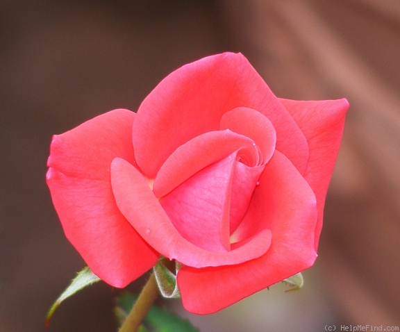 'Patron' rose photo