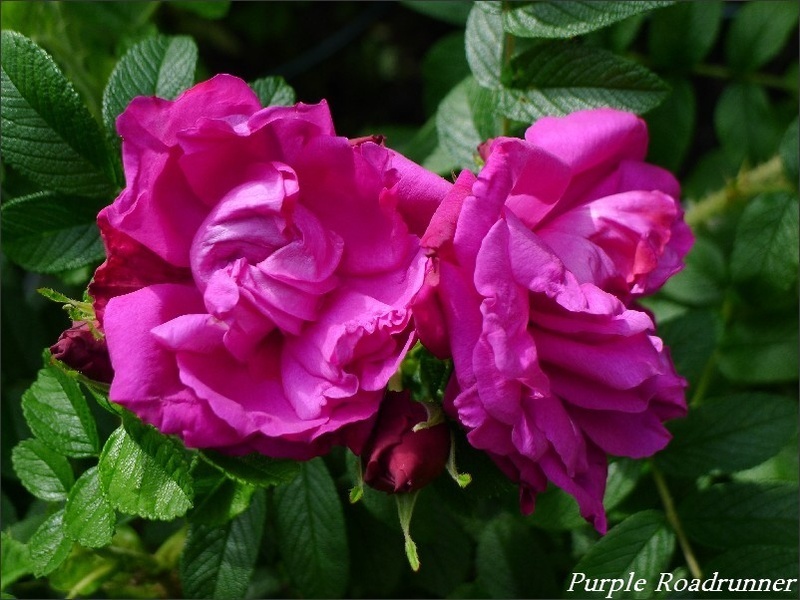 'Purple Roadrunner ®' rose photo