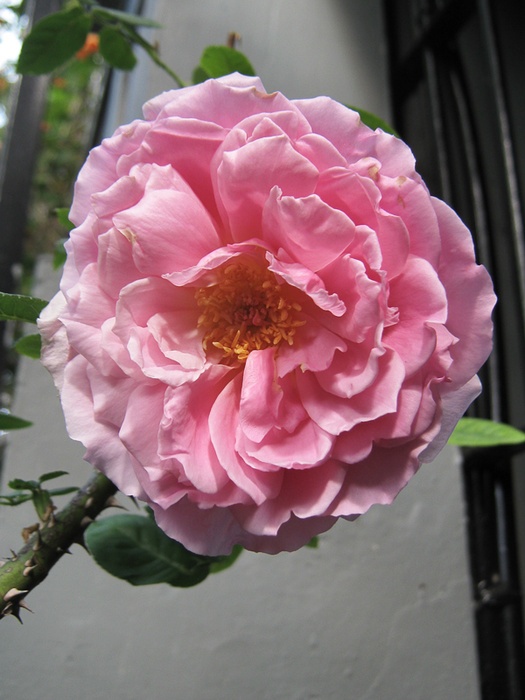'Lady Somers' rose photo
