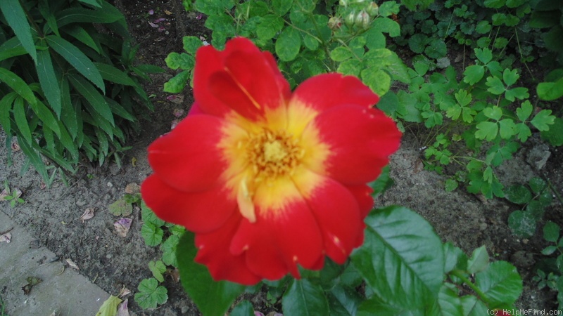 'Annie Drevet' rose photo