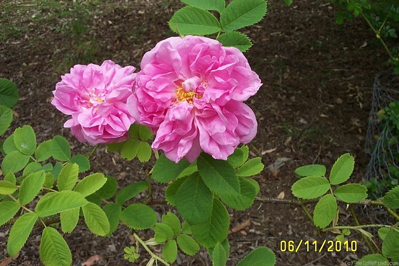 'Quatre Saisons' rose photo