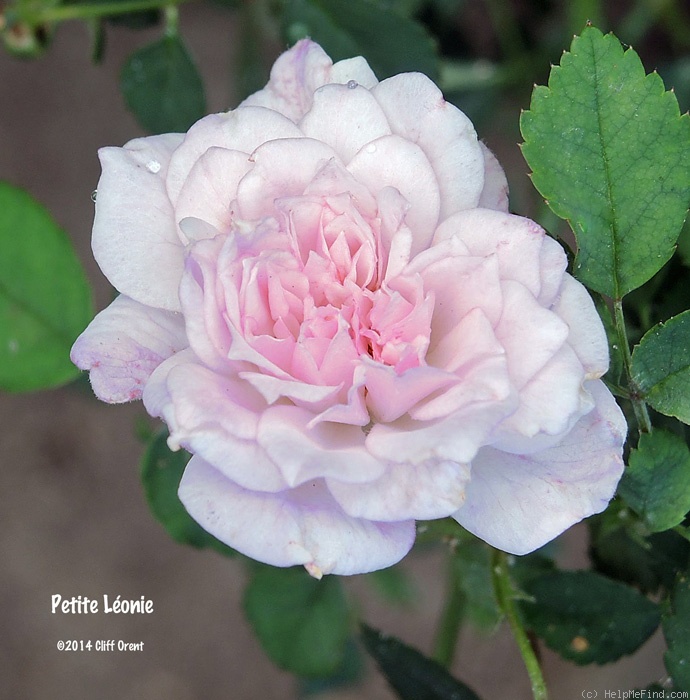 'Petite Léonie' rose photo