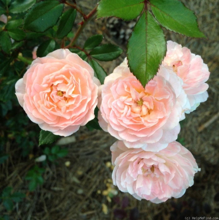 'Apricot Drift' rose photo