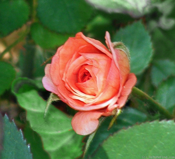 'Julie Link (Miniature, Moore, 2005)' rose photo