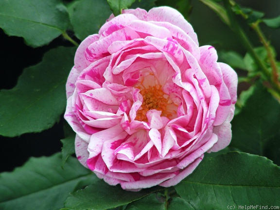 'Honorine de Brabant (Bourbon, Tanne, 1916)' rose photo