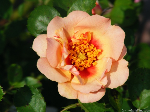 'Eyeconic ® Pink Lemonade' rose photo