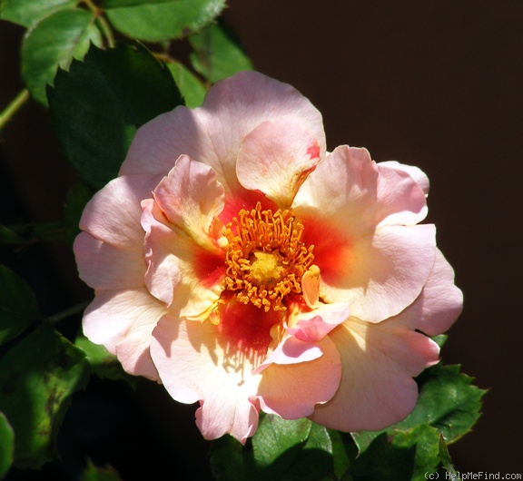 'Eyeconic ® Pink Lemonade' rose photo