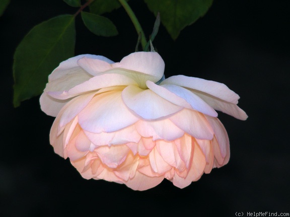 'Duchesse de Brabant' rose photo