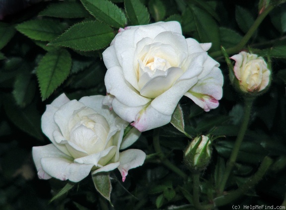 'Cinderella (miniature, de Vink 1952)' rose photo