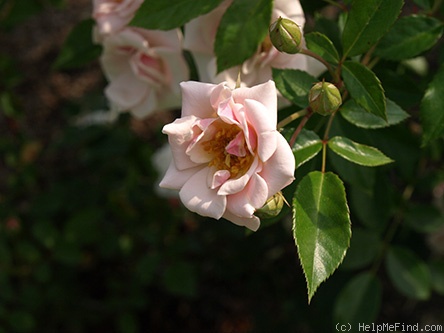 'Northamptonshire' rose photo