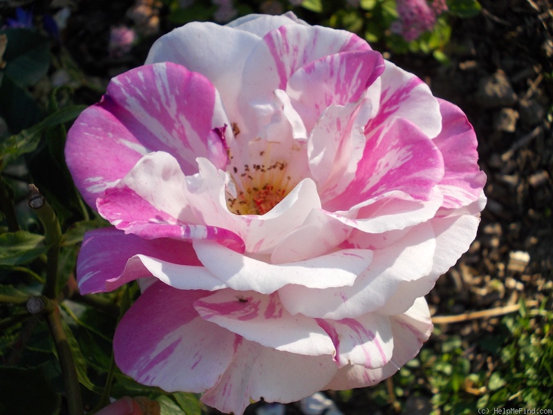 'Berlingot ®' rose photo