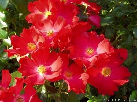 'Axel Kahn ®' rose photo