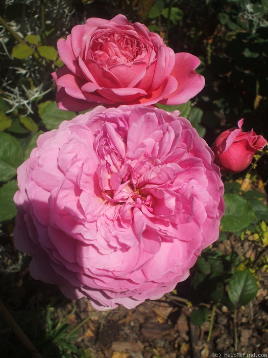 'Louise Odier (Bourbon, Margottin, 1851)' rose photo