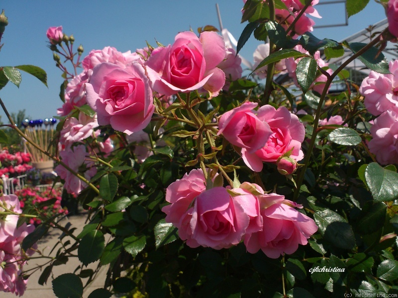 'Canibo' rose photo