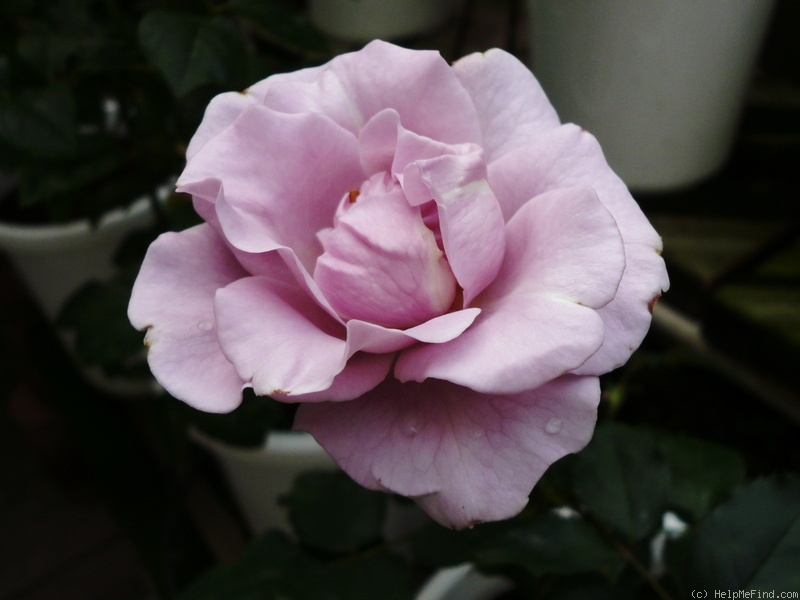 'Ryo' rose photo