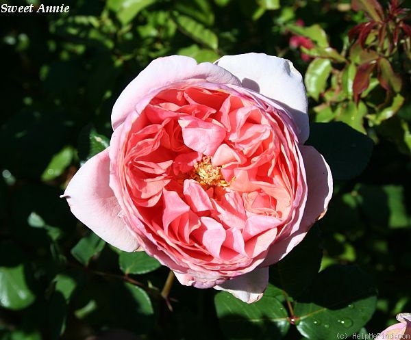 'Sweet Annie' rose photo