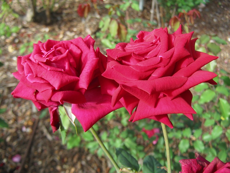 'Lubra' rose photo