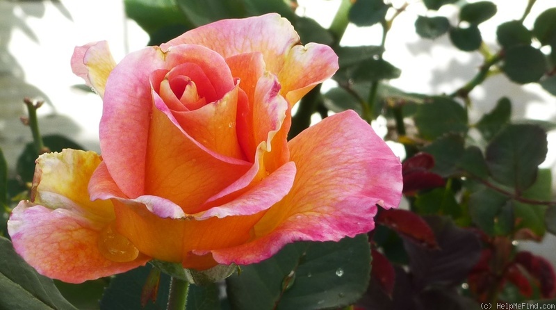 'Mardi Gras ™ (floribunda, Zary 2007)' rose photo