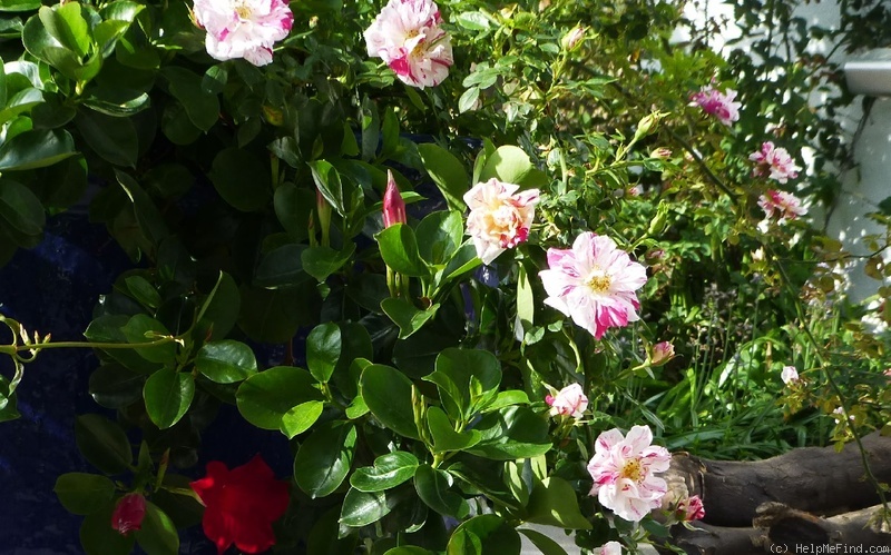 'Stars 'n' Stripes' rose photo