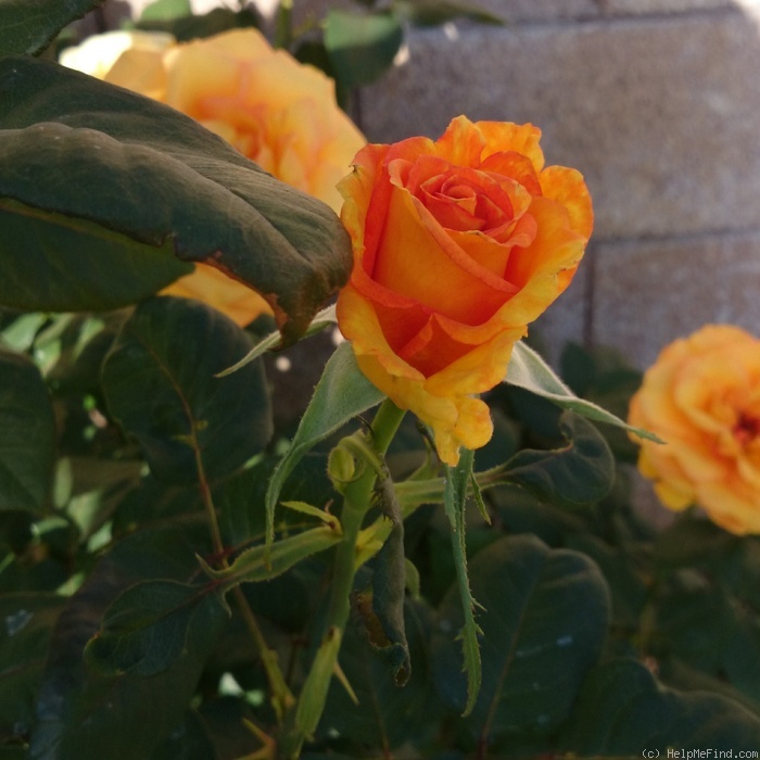 'Sundance ™ (hybrid tea, Zary, 2004)' rose photo