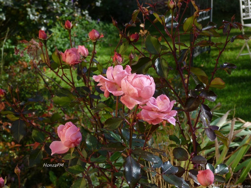 'Centenaire de Lourdes ®' rose photo