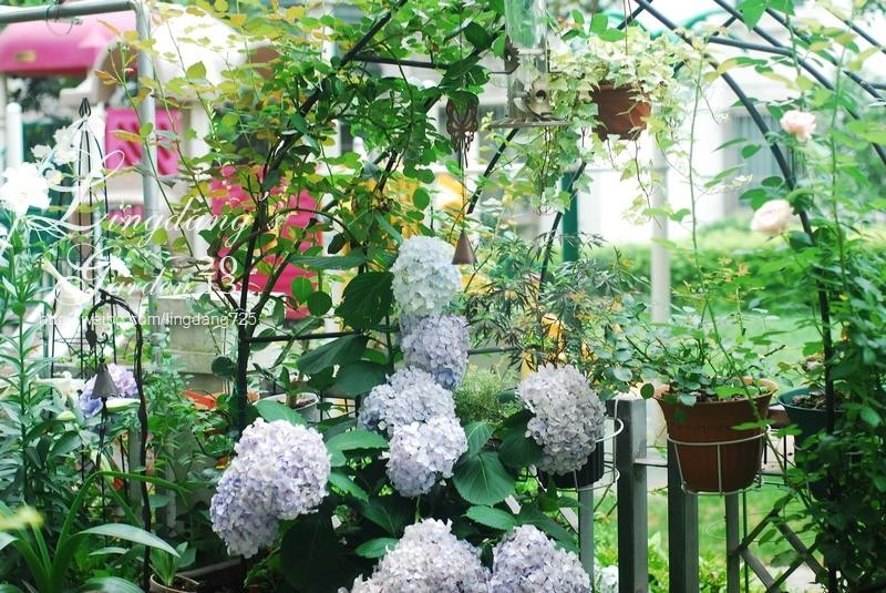 'Lingdang's Garden'  photo