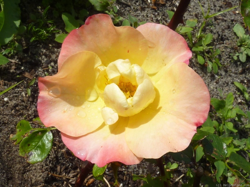 'Airbrush ®' rose photo