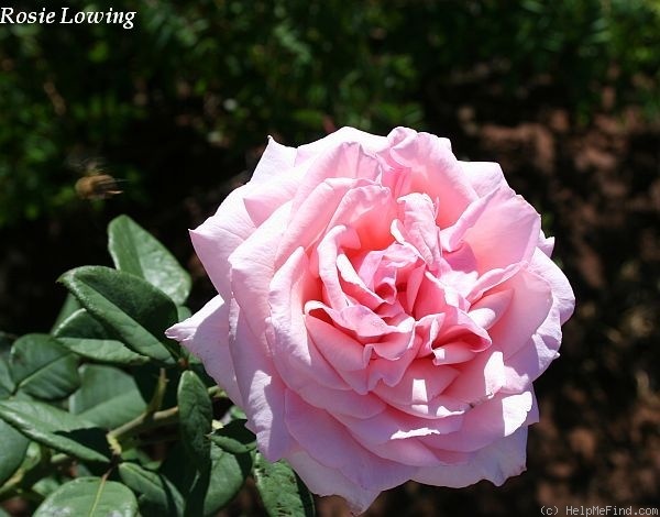 'Rosie Lowing' rose photo