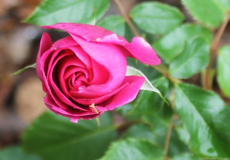 'Mercedes Gallart' rose photo