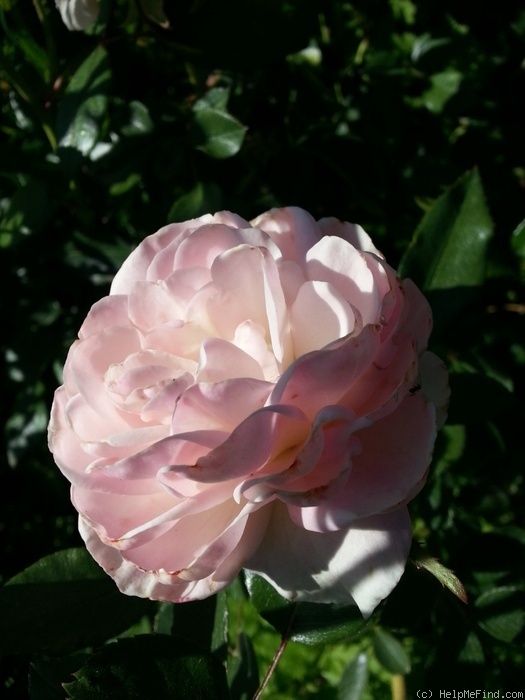 'Marie Daley' rose photo