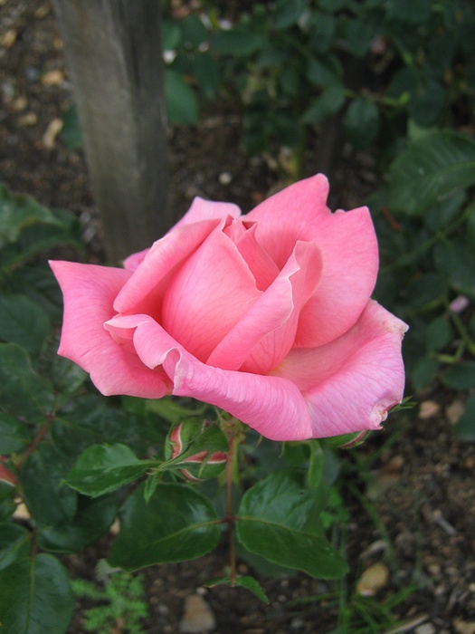 'Lady Woodward' rose photo