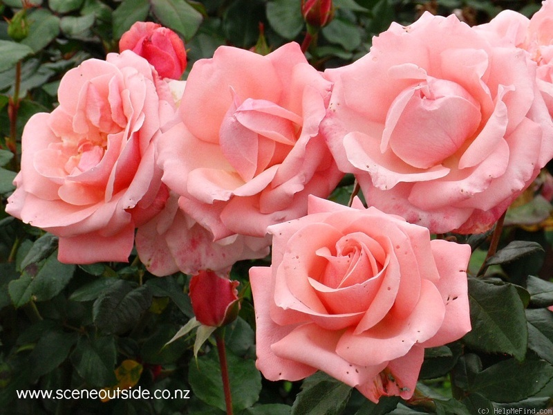 'CAMpink' rose photo