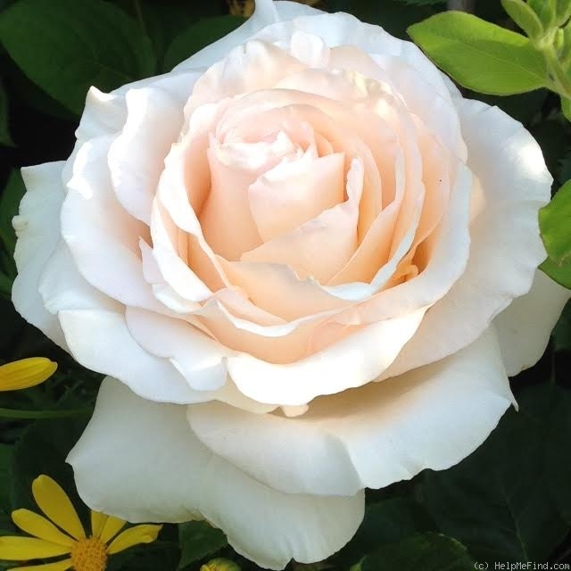 'Commonwealth Glory' rose photo