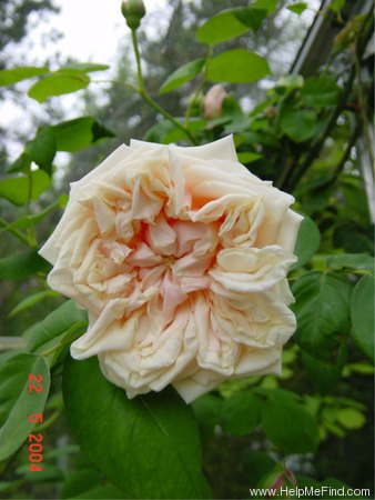 'Gloire de Dijon (Tea Noisette, Jacotot 1850)' rose photo