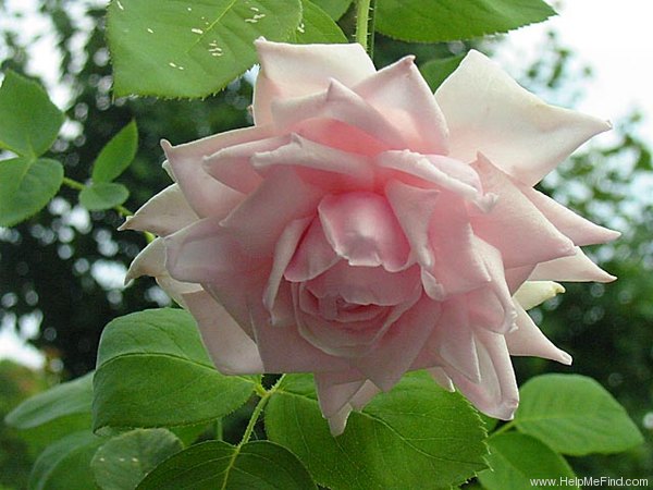 'Mademoiselle Augustine Guinoisseau' rose photo