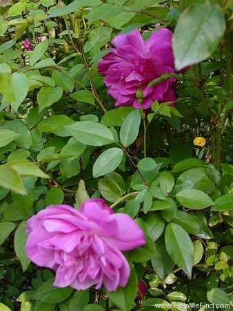 'Old Blush' rose photo