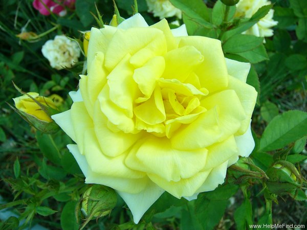 'Carte d'Or' rose photo