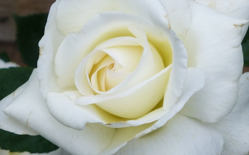'Sugar Moon' rose photo
