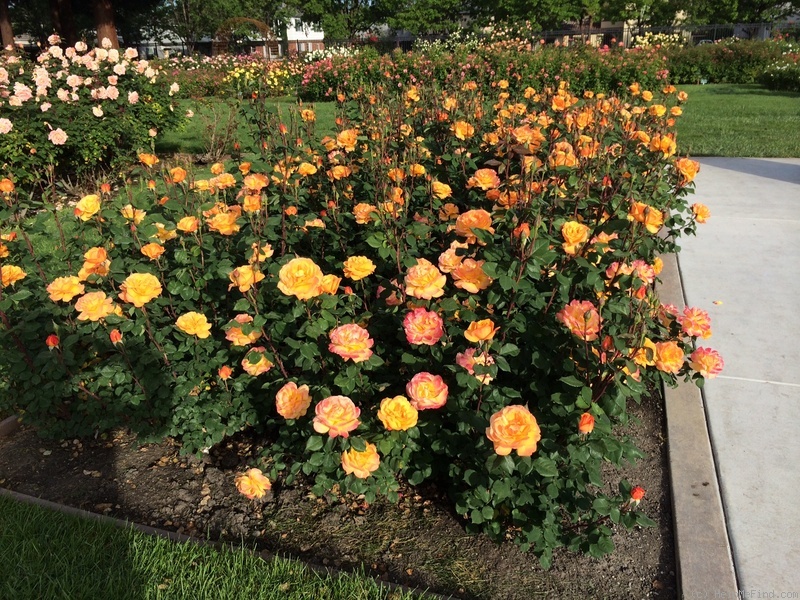 'Good as Gold (hybrid tea, Carruth 2013)' rose photo