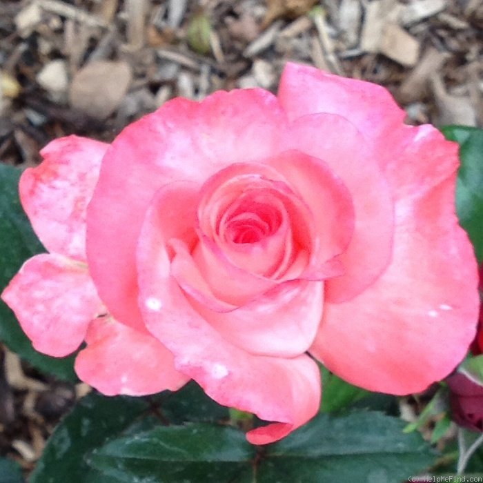 'Odd Fellows' Bicentennial' rose photo