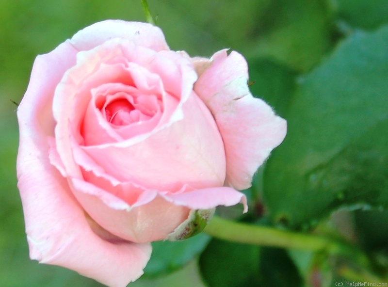'Morning Dawn' rose photo