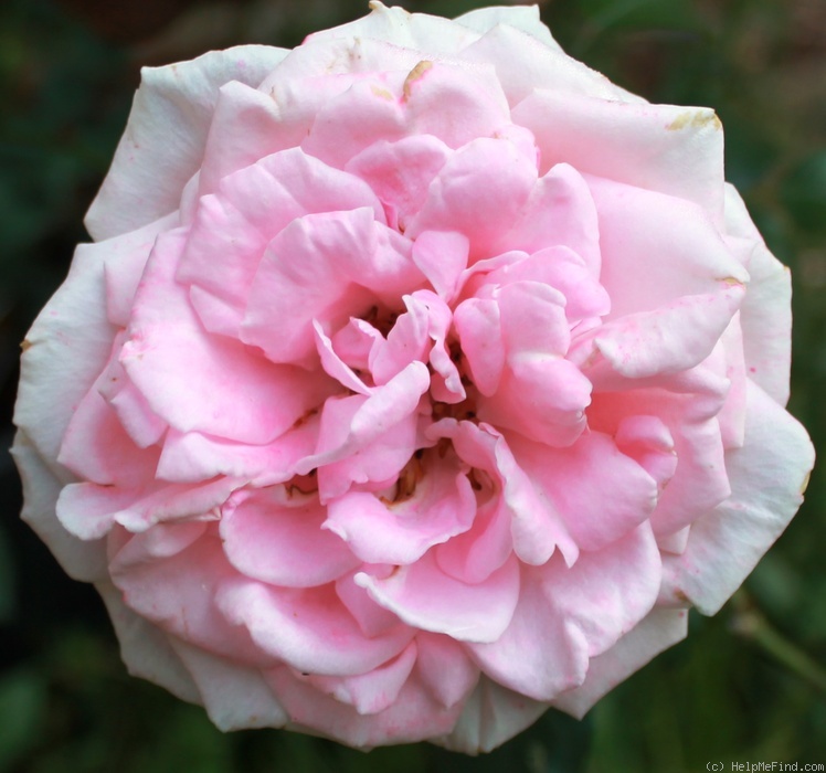 'Morning Dawn' rose photo