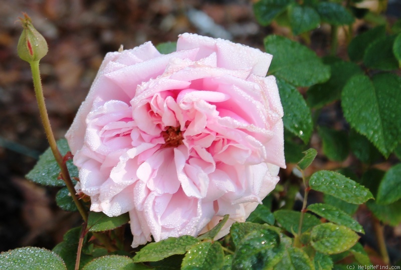 'La France' rose photo