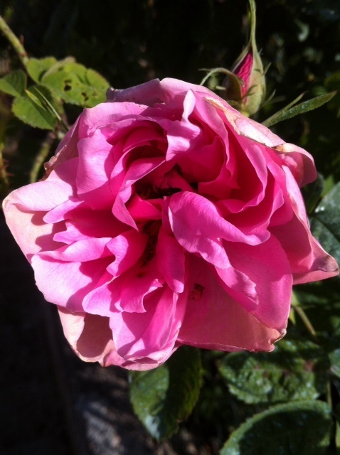 'Rosier des Quatre Saisons' rose photo