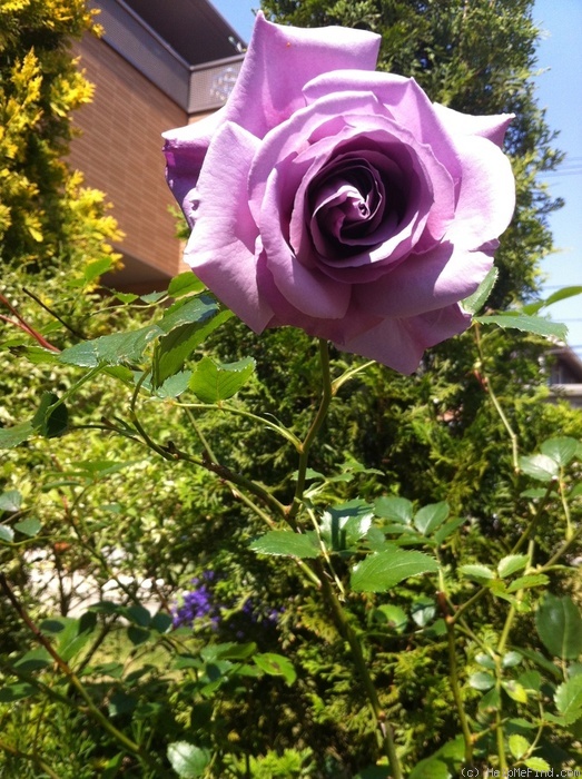 'Blue Moon' rose photo