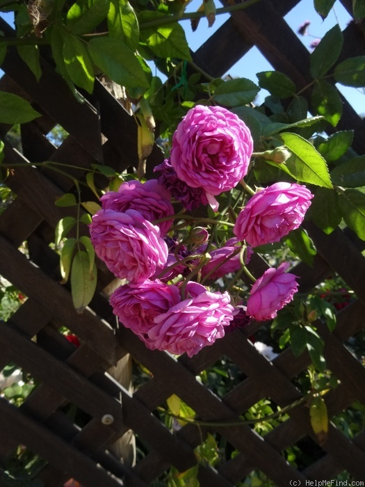 'Excellenz von Schubert (Polyantha Lambert, 1909)' rose photo