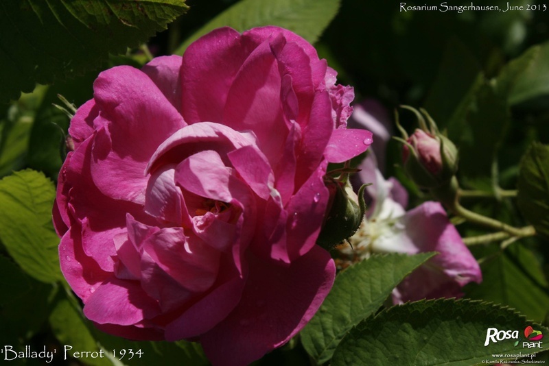 'Ballady' rose photo