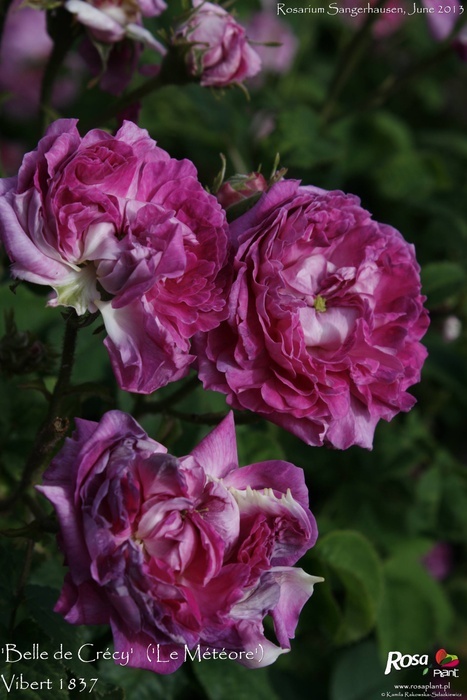 'Belle de Crécy (Gallica, Roeser, 1829)' rose photo