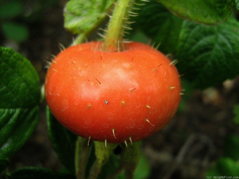 'Fimbriata (hybrid rugosa, Morlet, 1889)' rose photo